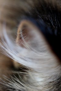 CAMILLE MORENOS -chat poilu