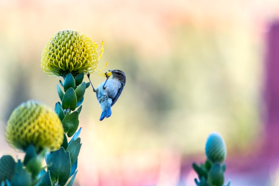 Mosquitero canario (Hornero)
