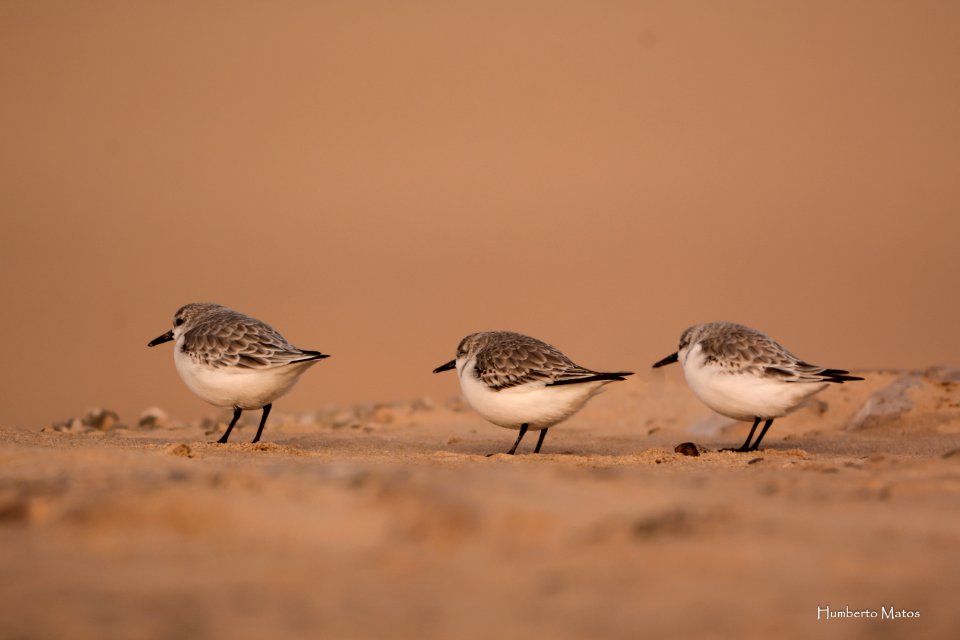 Pilrito-das-praias ou Sanderlingo Colidris alba