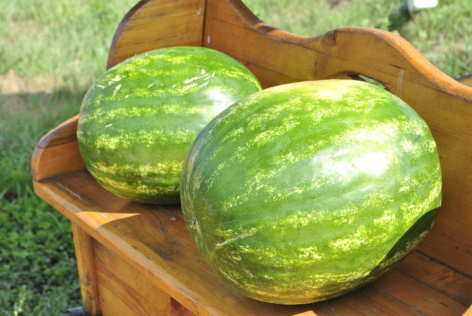Melon watermelon fruit