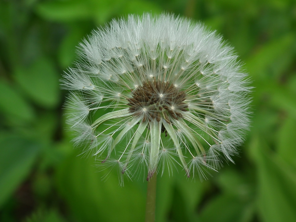 Dandelion flower Free photos