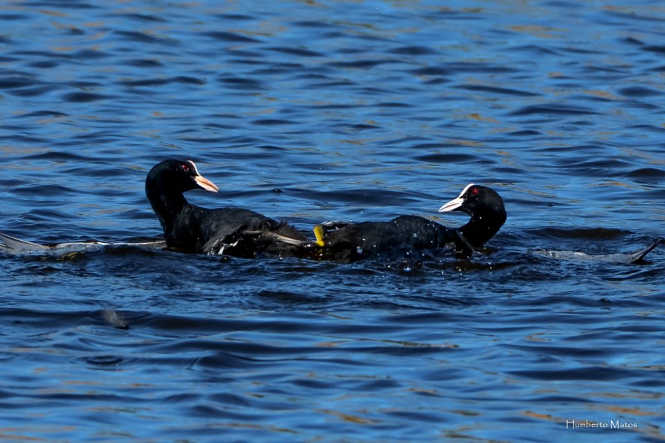 Galeirão-comum (Fulica atra)
