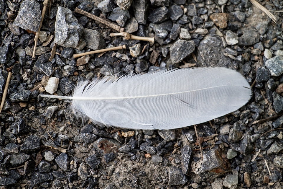 Birds feather white feather
