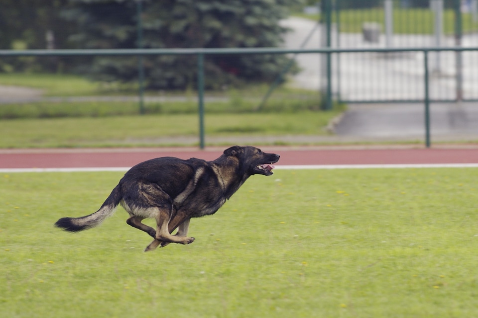 Dog running competitions