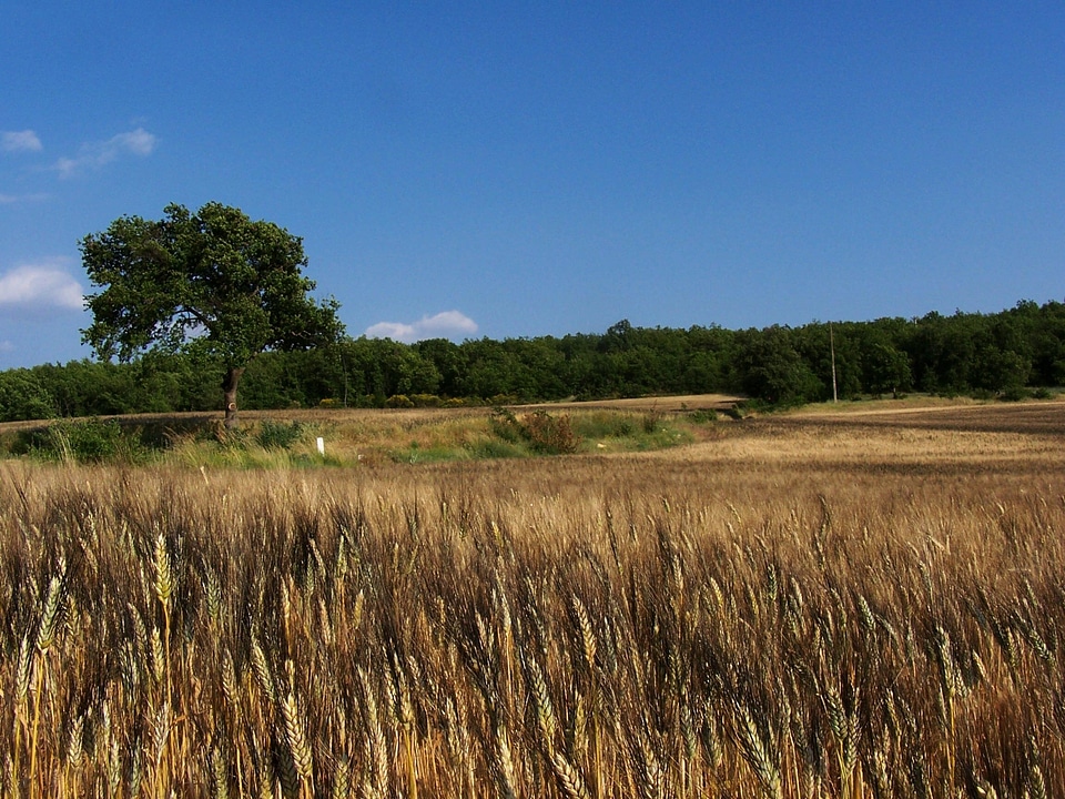 Field forest summer