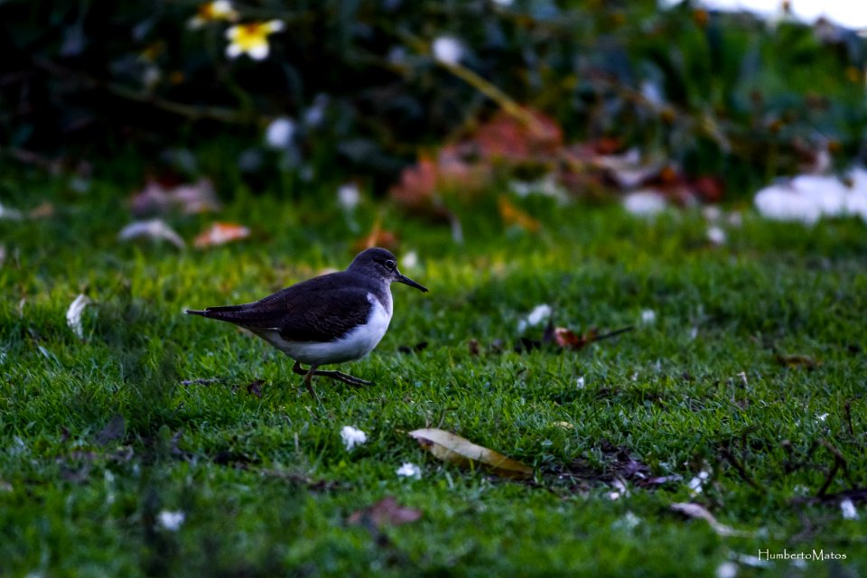 Maçarico-das-rochas (Actitis hypoleucos)