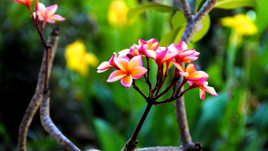 Beautiful Plumeria Flowers and leaves photo