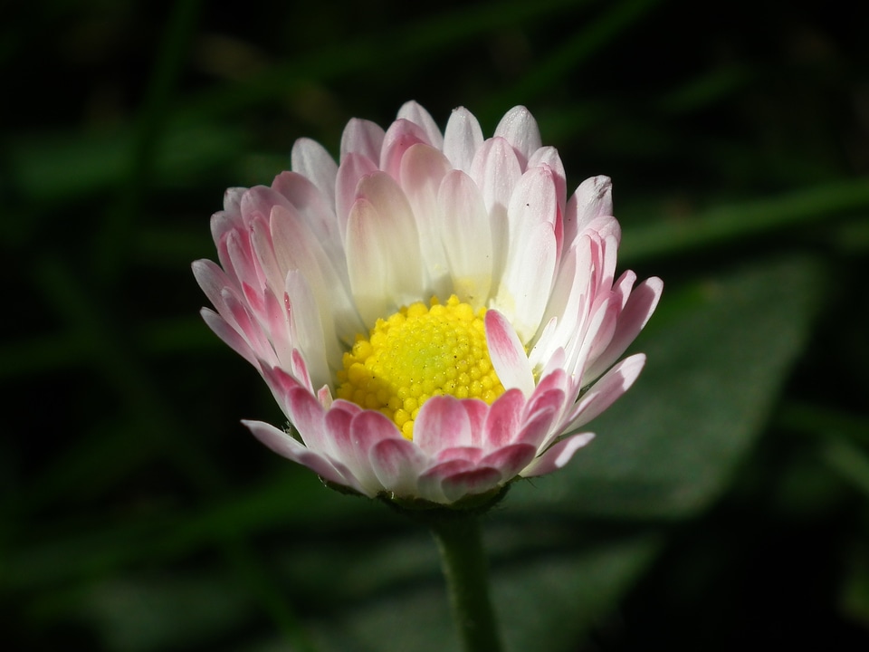 Pink pointed flower pink daisy