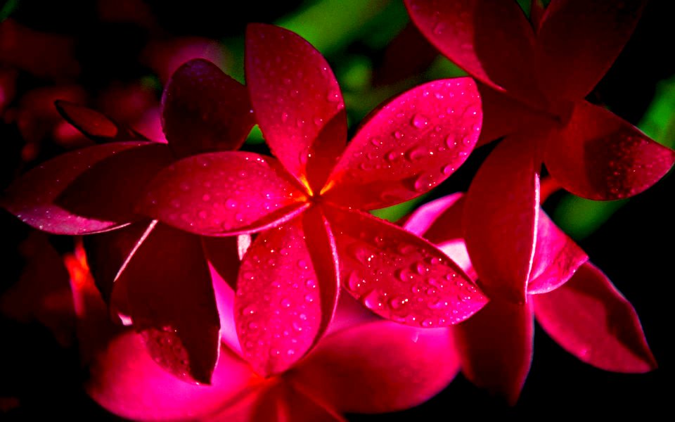 Red Plumeria Flowers