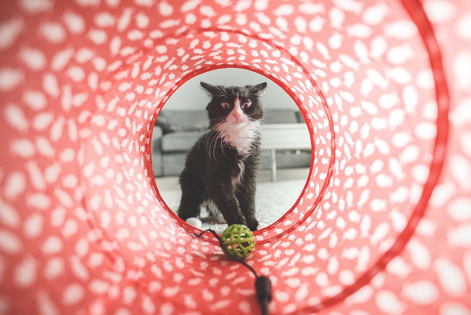 Cute domestic animal
