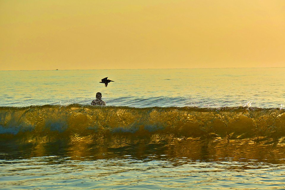 Pelican Wave -P1810599