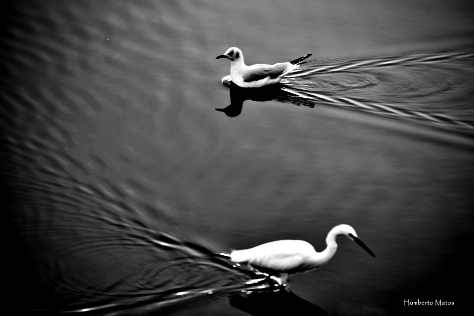 Garça-branca-pequena (Egretta garzetta)
