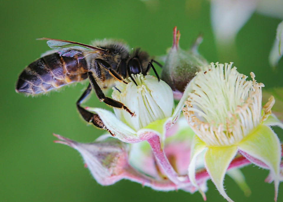 Insect macro flora
