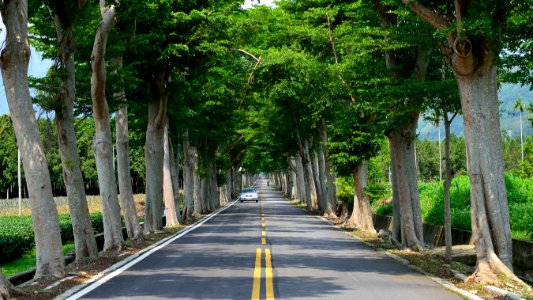 台東鹿野