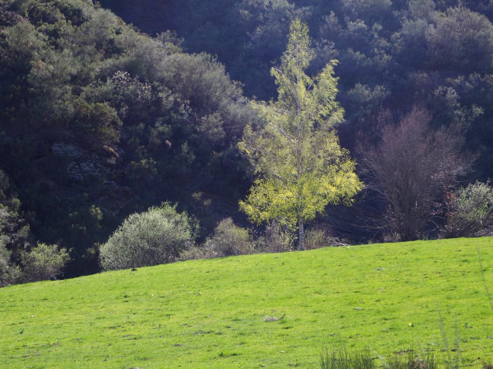 Portilla de la Reina (Salcea)