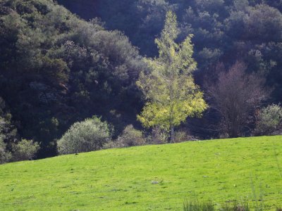 Portilla de la Reina (Salcea)