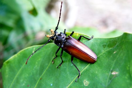 Longhorn beetle in Tikal