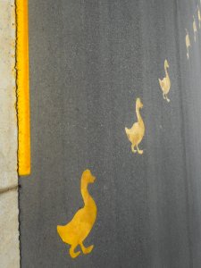 Ducks crossing photo