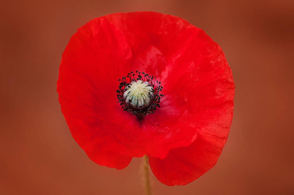 Bloom red red flower