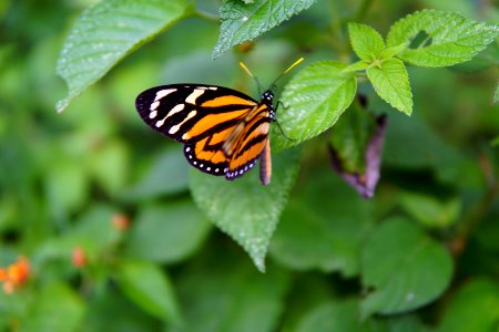 Dotted butterfly photo