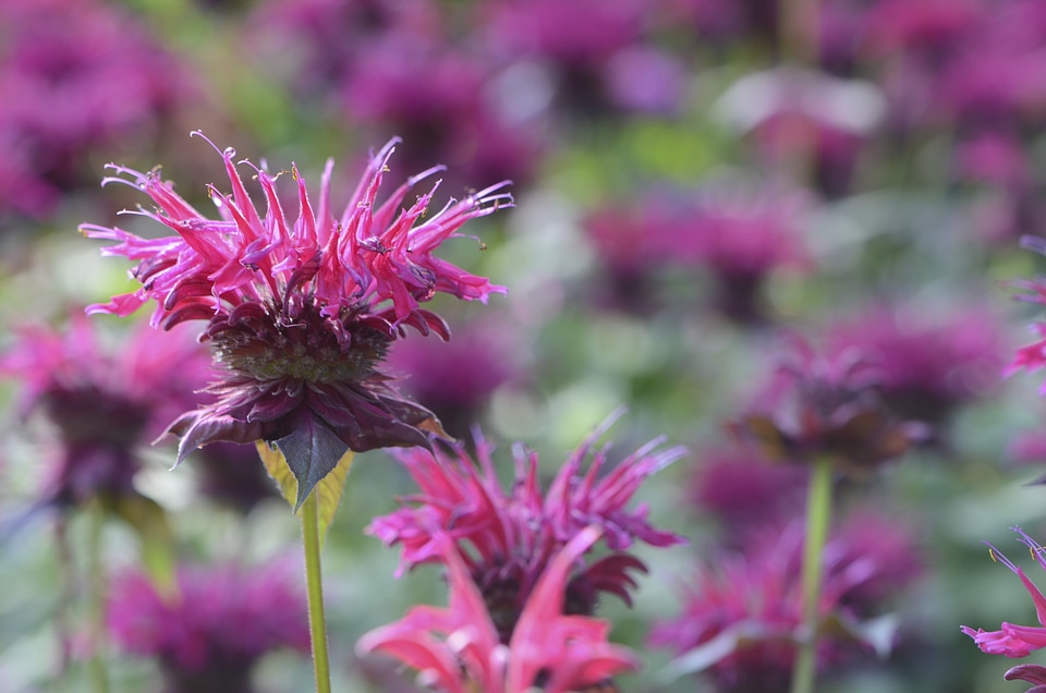Red august flower
