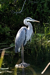 Blue waterfowl wildlife
