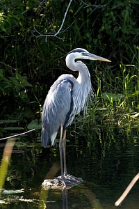 Blue waterfowl wildlife photo