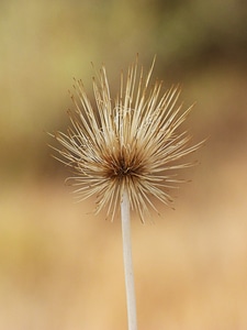 Dried plant detail decoration