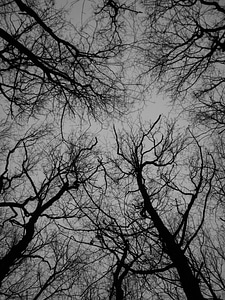 Autumn grey black and white