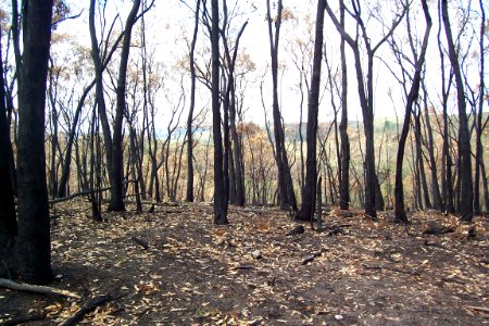 Blackened by bushfire or burnoff