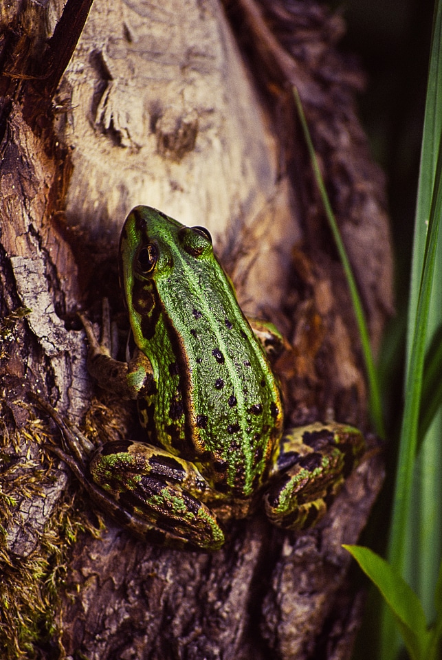 Nature animal wildlife