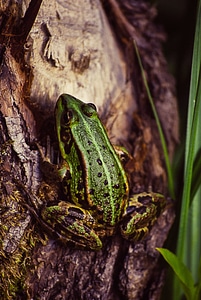 Nature animal wildlife