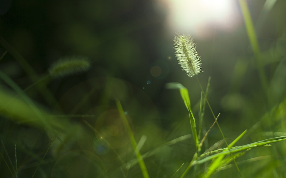 Jean grass background