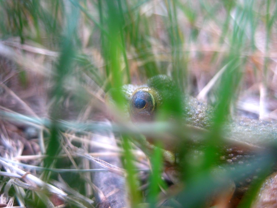 Eye