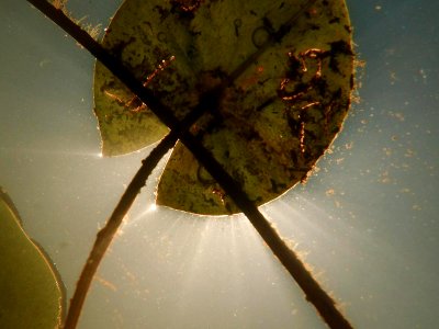 Underside of Lillipad