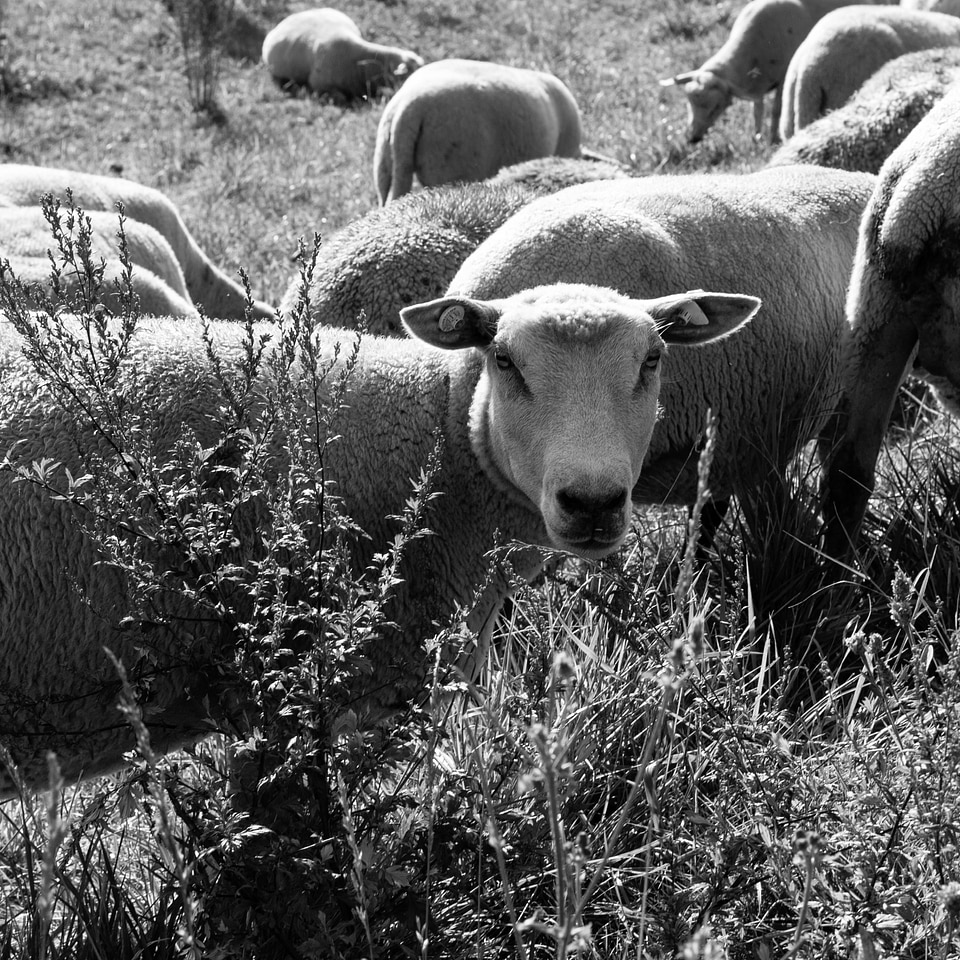 Outdoor nature livestock