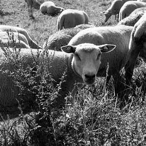 Outdoor nature livestock