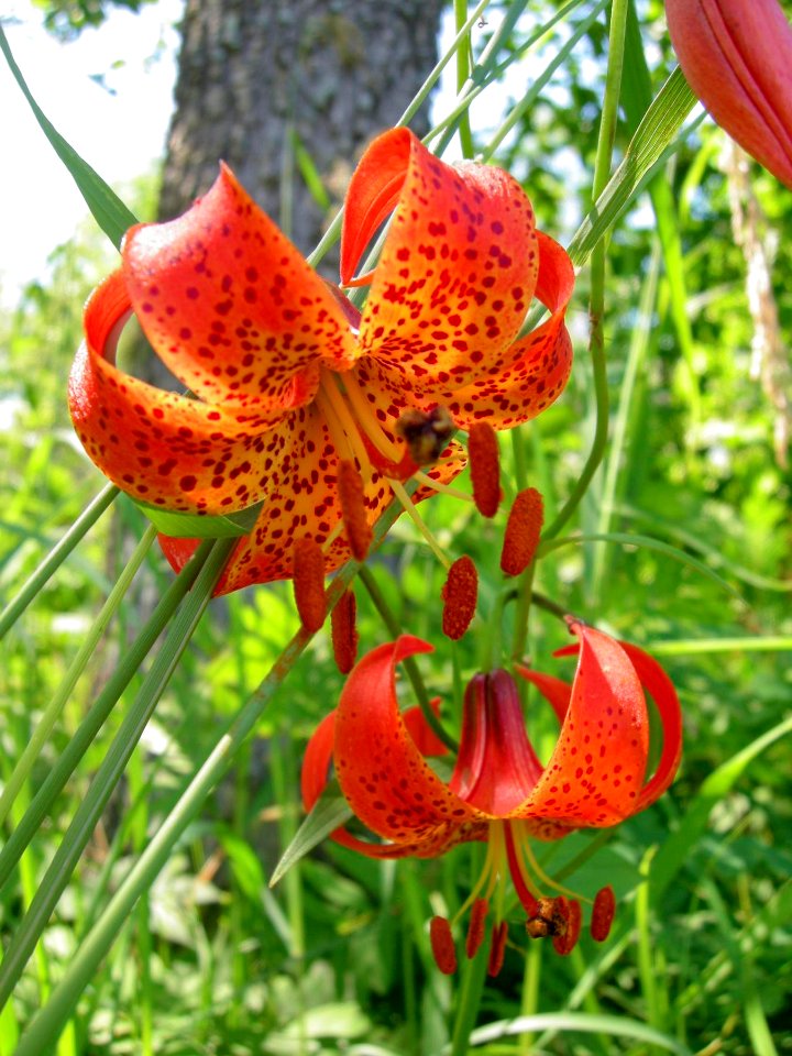Turks Cap Lily