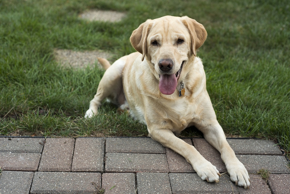 Retriever labrador retriever pet
