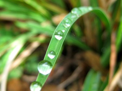 Water Beads