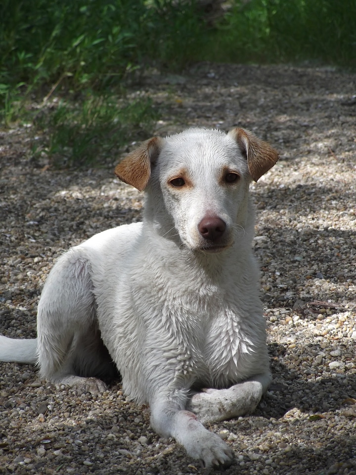 Dog danube embankment water