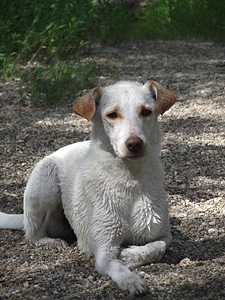 Dog danube embankment water