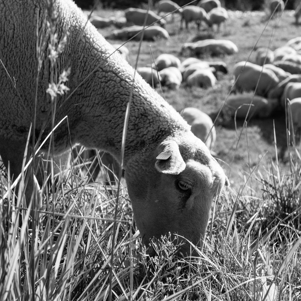 Outdoor nature livestock
