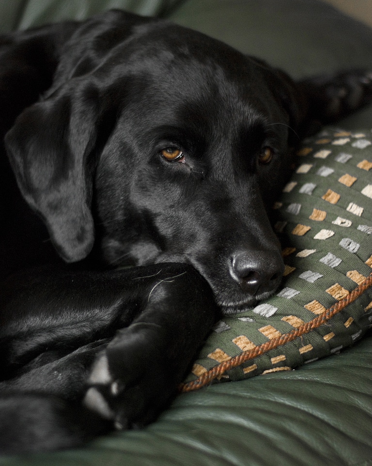 Labrador retriever pet