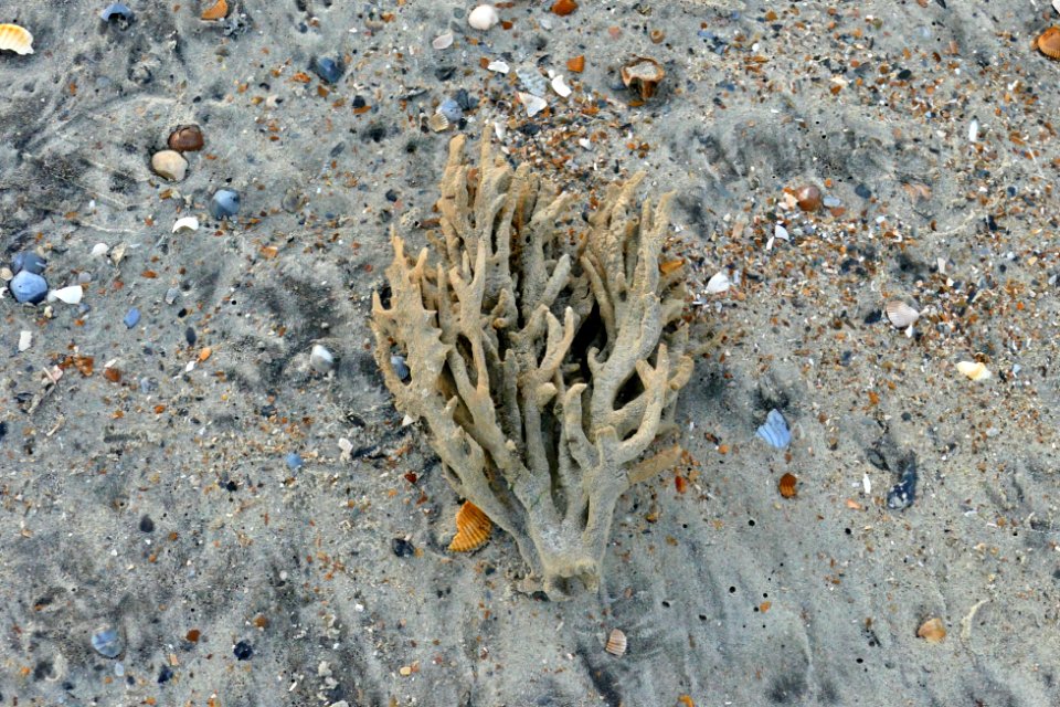 Coral washed up on beach-P1770531