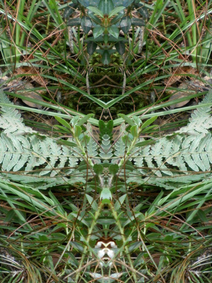 Fractal arbol-helecho