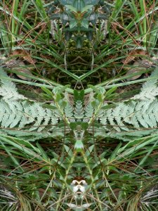 Fractal arbol-helecho