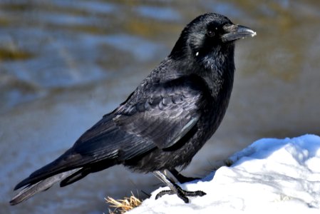 Common raven photo