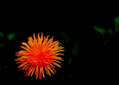 Sometimes we tend to ignore beauty that surrounds us. -Weed