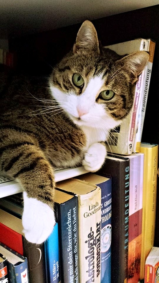 Paws ears read
